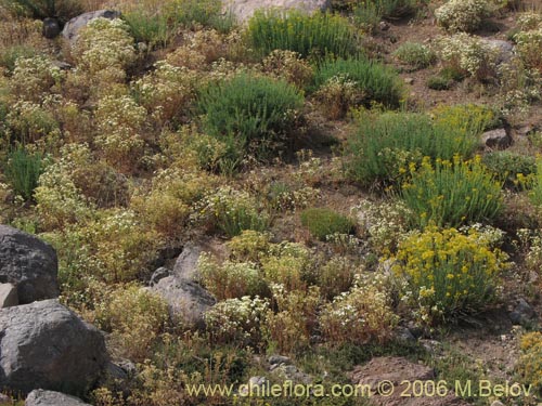 Bild von Tanacetum parthenium (Piretro de jardín / Altamisa). Klicken Sie, um den Ausschnitt zu vergrössern.