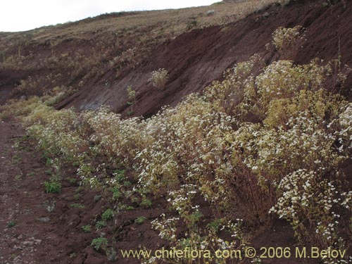 Bild von Tanacetum parthenium (Piretro de jardín / Altamisa). Klicken Sie, um den Ausschnitt zu vergrössern.