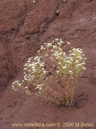 Bild von Tanacetum parthenium (Piretro de jardín / Altamisa). Klicken Sie, um den Ausschnitt zu vergrössern.