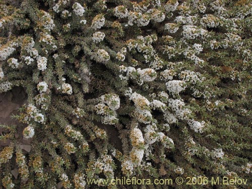 Bild von Nassauvia axillaris (Calahuala). Klicken Sie, um den Ausschnitt zu vergrössern.