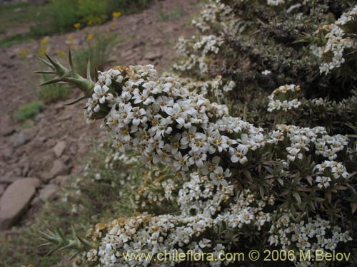 Bild von Nassauvia axillaris (Calahuala). Klicken Sie, um den Ausschnitt zu vergrössern.