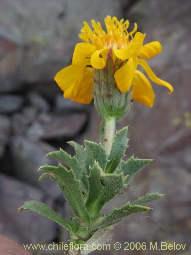 Image of Haplopappus sp. #1489 (). Click to enlarge parts of image.