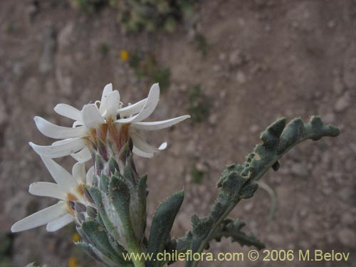 Image of Perezia carthamoides (Estrella blanca de cordillera). Click to enlarge parts of image.