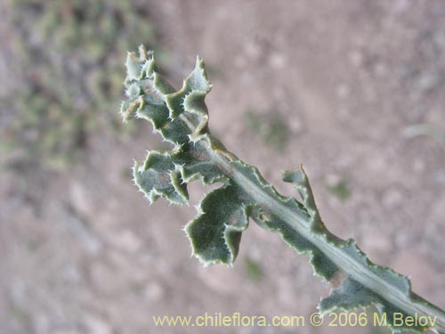 Image of Perezia carthamoides (Estrella blanca de cordillera). Click to enlarge parts of image.