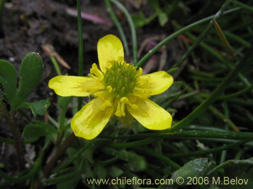 Bild von Ranunculus sp. #3038 (). Klicken Sie, um den Ausschnitt zu vergrössern.