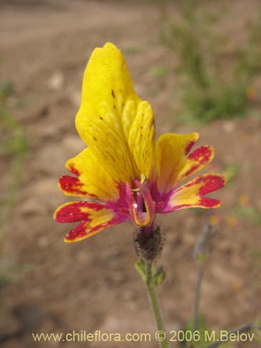 Image of Schizanthus coccineus (Mariposita de cordillera). Click to enlarge parts of image.