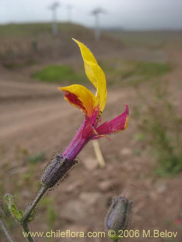 Image of Schizanthus coccineus (Mariposita de cordillera). Click to enlarge parts of image.