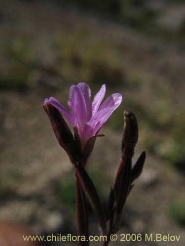 Image of Epilobium sp. #1572 (). Click to enlarge parts of image.