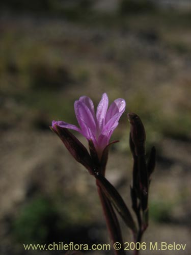 Image of Epilobium sp. #1572 (). Click to enlarge parts of image.
