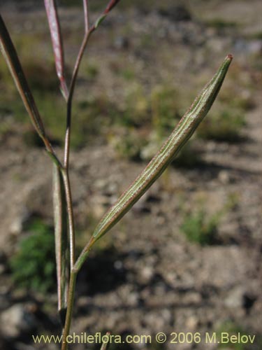 Image of Epilobium sp. #1572 (). Click to enlarge parts of image.