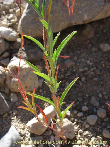 Image of Epilobium sp. #1572 (). Click to enlarge parts of image.