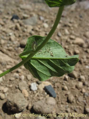 Bild von Convolvulus demissus (). Klicken Sie, um den Ausschnitt zu vergrössern.