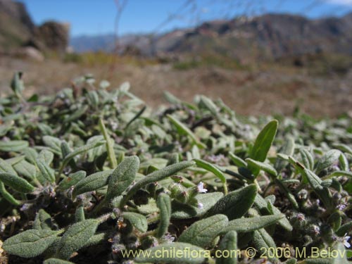 Imágen de Heliotropium geissei (). Haga un clic para aumentar parte de imágen.