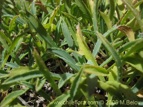 Image of Haplopappus sp. #7322 (). Click to enlarge parts of image.