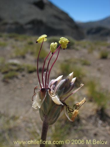 Imágen de Armeria maritima (Armeria). Haga un clic para aumentar parte de imágen.