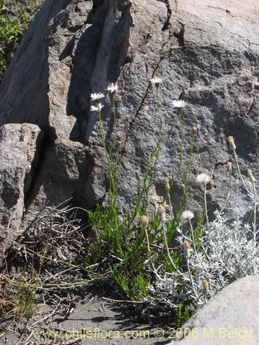 Bild von Aster squamatus (). Klicken Sie, um den Ausschnitt zu vergrössern.