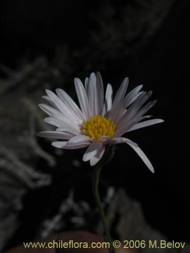 Bild von Aster squamatus (). Klicken Sie, um den Ausschnitt zu vergrössern.
