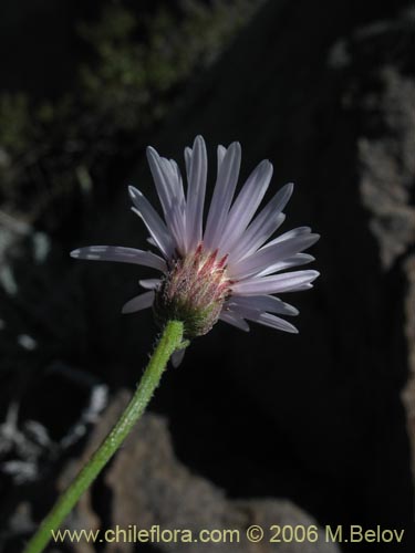 Bild von Aster squamatus (). Klicken Sie, um den Ausschnitt zu vergrössern.
