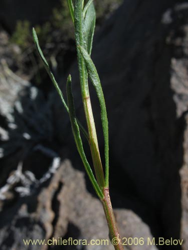 Bild von Aster squamatus (). Klicken Sie, um den Ausschnitt zu vergrössern.