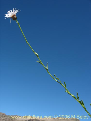 Bild von Aster squamatus (). Klicken Sie, um den Ausschnitt zu vergrössern.