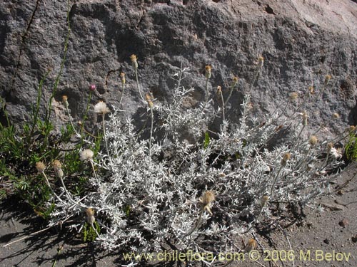 Image of Senecio sp.  #7321 (). Click to enlarge parts of image.