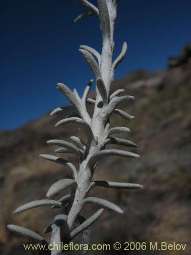 Image of Senecio sp.  #7321 (). Click to enlarge parts of image.