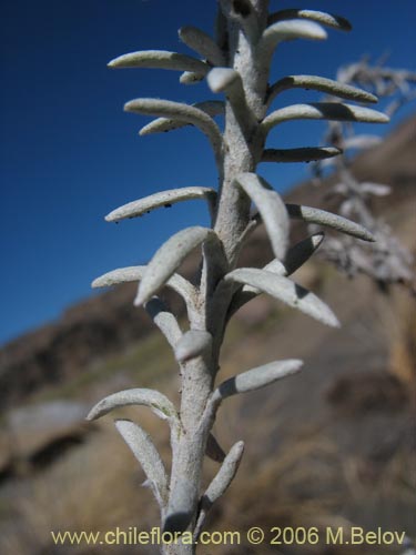Image of Senecio sp.  #7321 (). Click to enlarge parts of image.