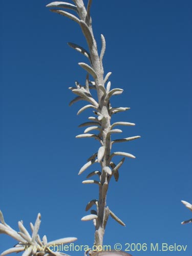 Bild von Senecio sp.  #7321 (). Klicken Sie, um den Ausschnitt zu vergrössern.
