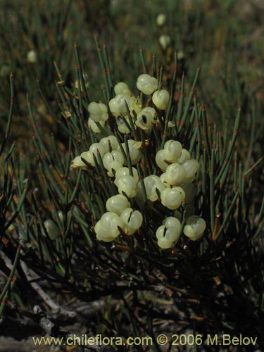 Bild von Ephedra chilensis (Pingo-pingo / Transmontana / Solupe). Klicken Sie, um den Ausschnitt zu vergrössern.