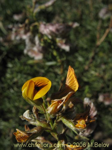 Bild von Adesmia sp. #1490 (). Klicken Sie, um den Ausschnitt zu vergrössern.