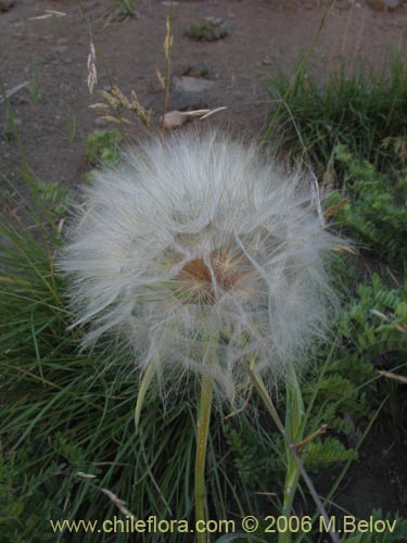 Bild von Tragopogon pratensis (salsifí de prado). Klicken Sie, um den Ausschnitt zu vergrössern.