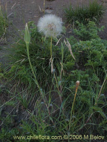 Bild von Tragopogon pratensis (salsifí de prado). Klicken Sie, um den Ausschnitt zu vergrössern.