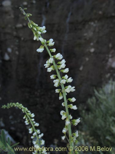 Melilotus albus의 사진