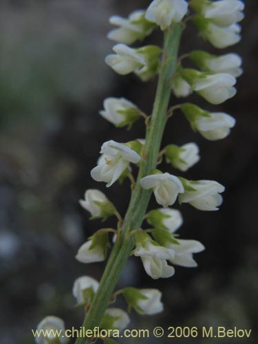 Melilotus albus의 사진