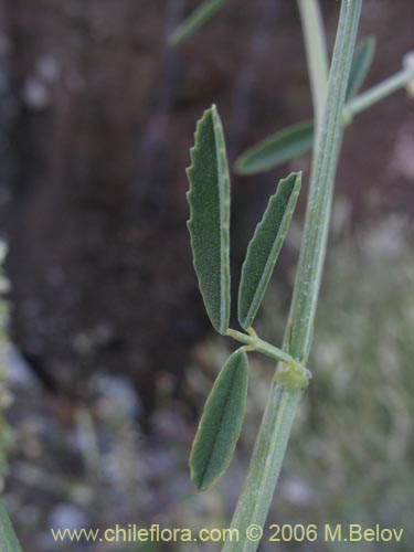 Melilotus albus의 사진