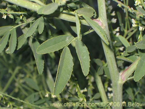 Melilotus albus의 사진