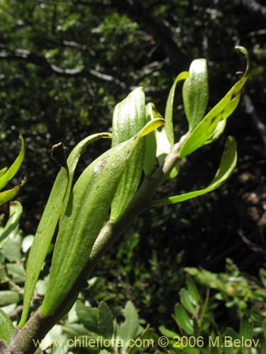 Bild von Misodendrum oblongifolium (). Klicken Sie, um den Ausschnitt zu vergrössern.