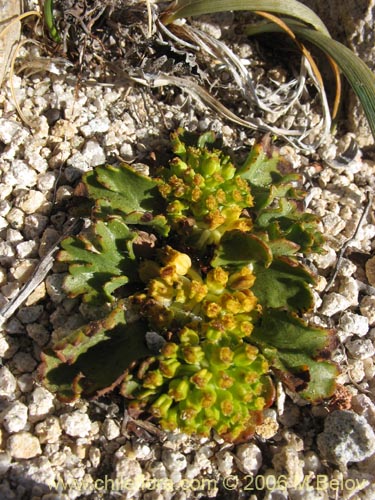 Bild von Azorella incisa (). Klicken Sie, um den Ausschnitt zu vergrössern.