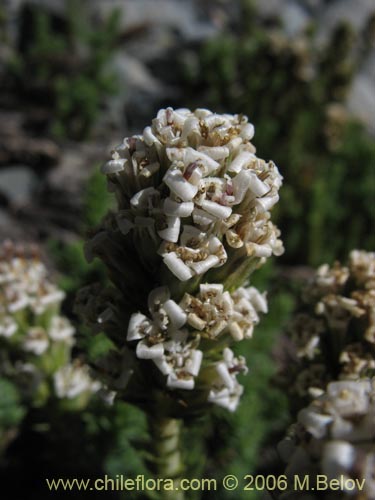 Image of Nassauvia digitada (Nassauvia). Click to enlarge parts of image.