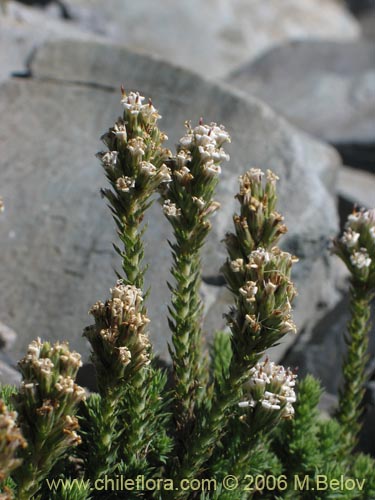 Image of Nassauvia digitada (Nassauvia). Click to enlarge parts of image.