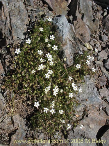 Image of Spergularia sp. #1701 (). Click to enlarge parts of image.