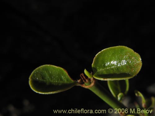 Image of Discaria articulata (). Click to enlarge parts of image.