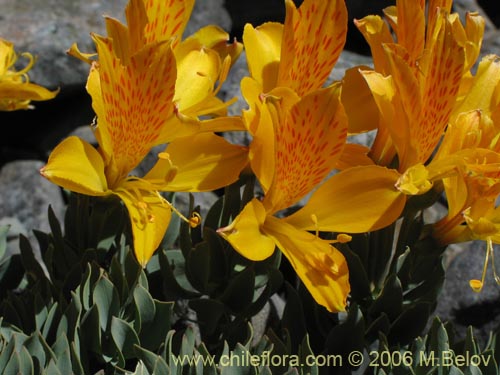 Bild von Alstroemeria pseudospatulata (Repollito amarillo). Klicken Sie, um den Ausschnitt zu vergrössern.