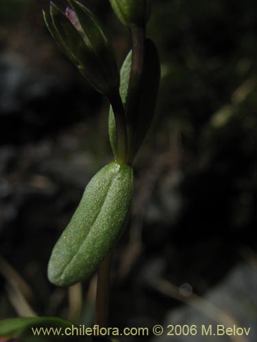 Gentianella magellanica的照片
