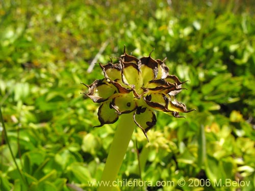 Caltha sagittata의 사진