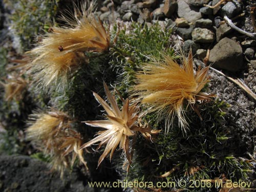 Bild von Perezia sp. #3041 (). Klicken Sie, um den Ausschnitt zu vergrössern.