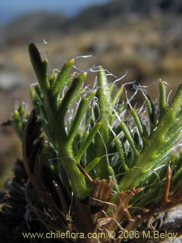 Bild von Perezia sp. #3041 (). Klicken Sie, um den Ausschnitt zu vergrössern.