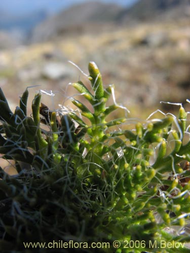 Bild von Perezia sp. #3041 (). Klicken Sie, um den Ausschnitt zu vergrössern.