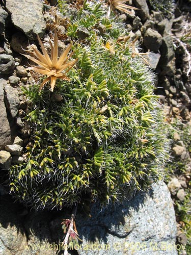 Bild von Perezia sp. #3041 (). Klicken Sie, um den Ausschnitt zu vergrössern.