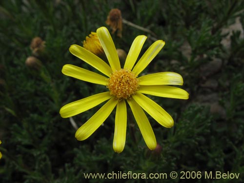 Bild von Senecio sp. #1728 (). Klicken Sie, um den Ausschnitt zu vergrössern.